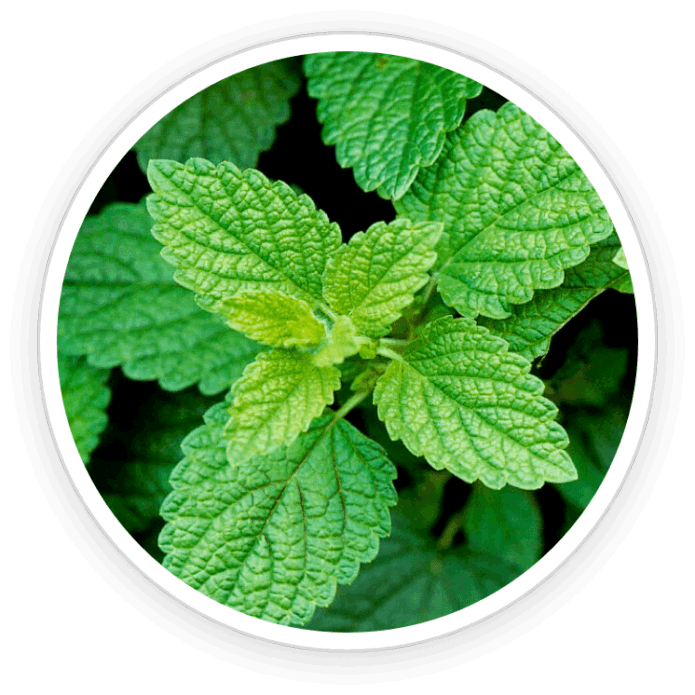 Lemon Balm Extract