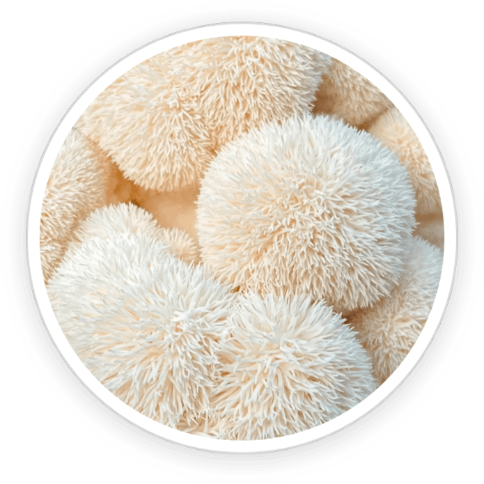 Lion’s Mane Mushroom