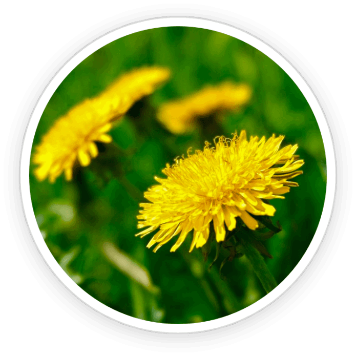 Dandelion Root Extract